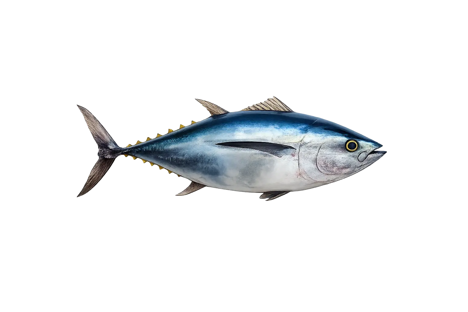 Pristine Bluefin Tuna